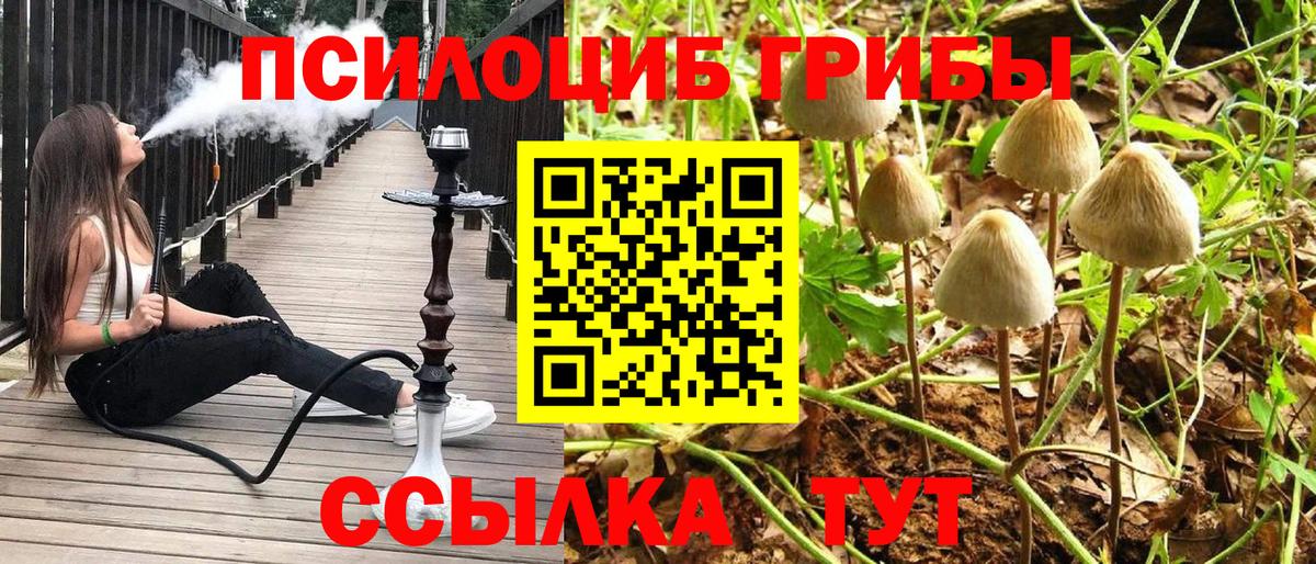 Галлюциногенные грибы MAGIC MUSHROOMS  Вход с VPN  где купить наркоту  Кудрово 